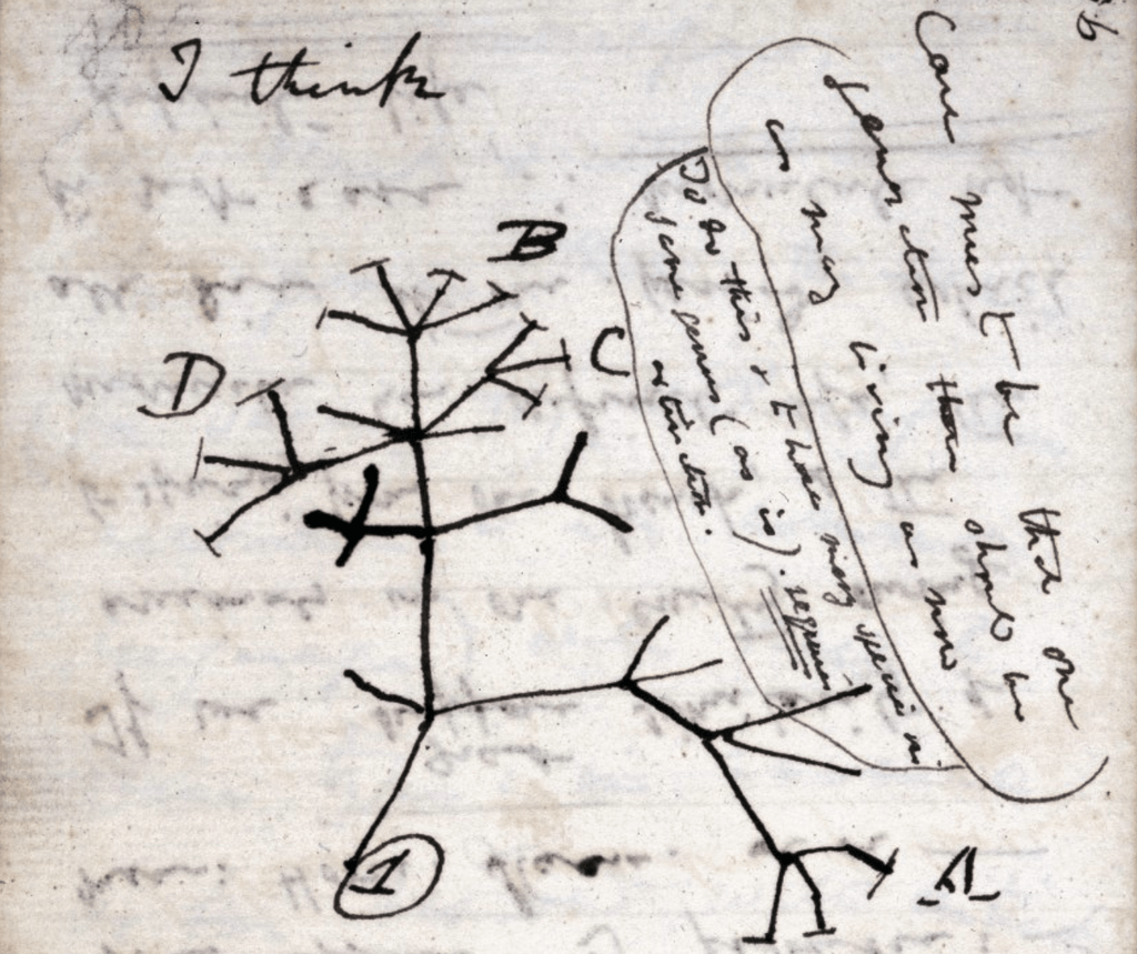 Charles Darwin's 1837 sketch, his first diagram of an evolutionary tree from his First Notebook on Transmutation of Species (1837).