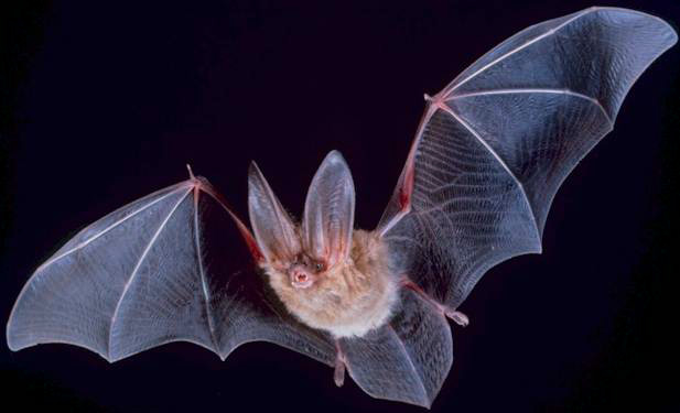 A bat in flight with its wings spread wide.
