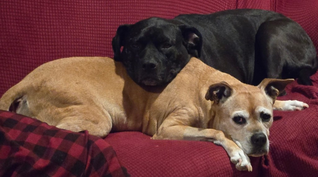 a tan and a black dog cuddling on a red couch